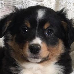 Australian Shepherds and Miniature Australian Shepherds from Tapestry Australian Shepherds