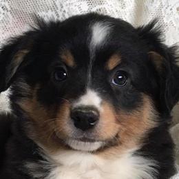 Australian Shepherds and Miniature Australian Shepherds from Tapestry Australian Shepherds