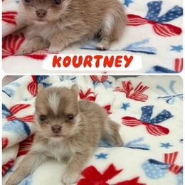 Kourtney - Chocolate blue female Chihuahua puppy in Williamsburg, Virginia from PAWSitive Cheeky Chihuahuas