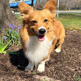Spud - Pembroke Welsh Corgi