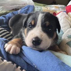 Gray Boy - Black, white and red male Greater Swiss Mountain Dog puppy in Knoxville, Maryland from Dahlgren Swissys