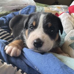 Gray Boy - Black, white and red male Greater Swiss Mountain Dog puppy in Knoxville, Maryland from Dahlgren Swissys