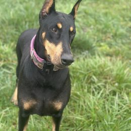 Doberman Pinscher All Grown Up from Day Hill Dobermans