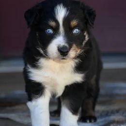 Phoenix - Black tri-color male Australian Shepherd puppy in Prineville, Oregon from KC’s Aussies