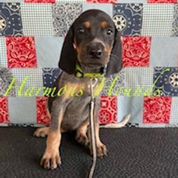 Delilah - Blue ticked and tan female Bluetick Coonhound puppy in Mount Pleasant, Texas from Harmons Hounds