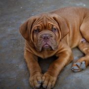 Dogues de Bordeaux from SinCity DDB