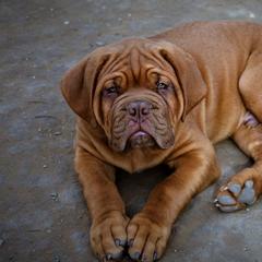 Dogues de Bordeaux from SinCity DDB