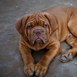 Dogues de Bordeaux from SinCity DDB