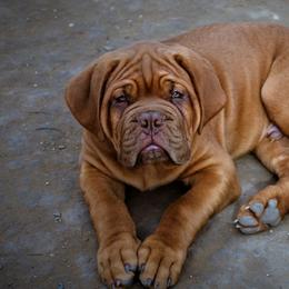 Dogues de Bordeaux from SinCity DDB