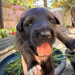 Belgian Tervuren Puppies from Nordstern Tervuren