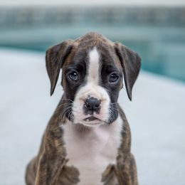 Purple - Brindle female Boxer puppy in Georgia from Stephanie’s Boxers