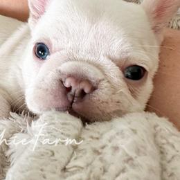 French Bulldogs from Our Frenchie Farm