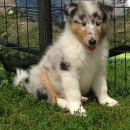 Collie Puppies from Thorndale Collies