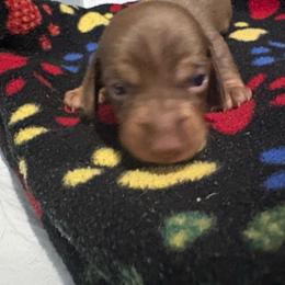 Boy 2 - Black and cream male Dachshund puppy in Flint, Michigan from Matthews Dachshunds