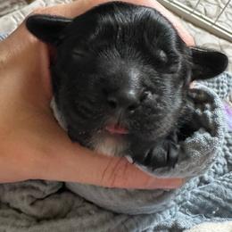 AKC Basil - Black male Cocker Spaniel puppy in Cincinnati, Ohio from Abundance of Joy LLC Cocker Spaniels