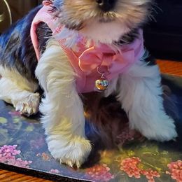 Yorkshire Terrier Puppies from Cottage House Yorkies, L.L.C.