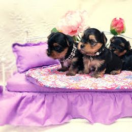 Yorkshire Terrier Puppies from Wendy's Darlings Hudson Valley