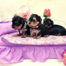 Yorkshire Terrier Puppies from Wendy's Darlings Hudson Valley