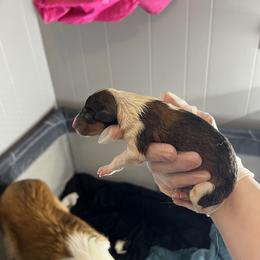 Collie Puppies from Jolly Collies