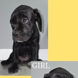 Gremlin - Black brindle female Cane Corso puppy in Elyria, Ohio from Ballard Corsos