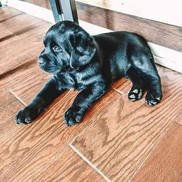 Labrador Retriever Puppies from Suebel Labradors South