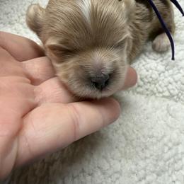Bubbles purple collar - Apricot female Maltipoo puppy in Fredericktown, Missouri from Doodle Pups Fur-Ever