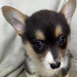 Martha - Gray and white female American Corgi puppy in Grants Pass, Oregon from KnR Antler Dogs