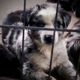 Australian Shepherd Puppies from Vortex Australian Shepherds