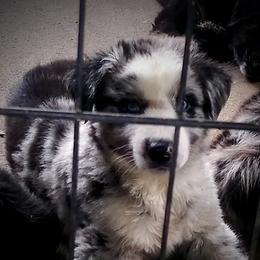 Australian Shepherd Puppies from Vortex Australian Shepherds