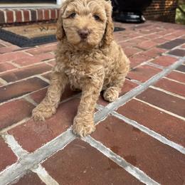 Pink Collar Girl - Caramel female Australian Labradoodle puppy in Hagerstown, Maryland from Westfields Labradoodles