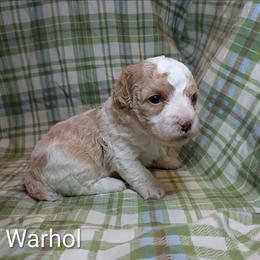 Warhol - Red and white male Cockapoo puppy in Sunset, Louisiana from Cano Cockapoos