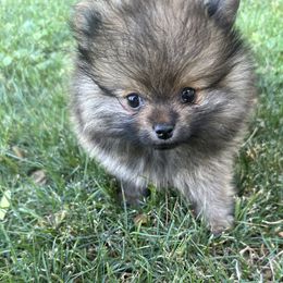 Ruby - Wolf sable female Pomeranian puppy in Scottsdale, Arizona from Baby Bear Poms