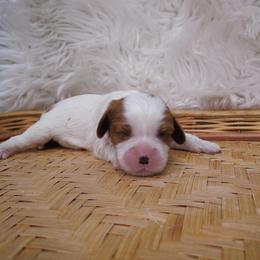 Cavalier King Charles Spaniel Puppies from Phoenix Cavaliers King Charles Spaniels