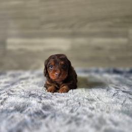Nala - Chocolate and tan female Dachshund puppy in Indianapolis, Indiana from Homegrown Hoosier Kennels