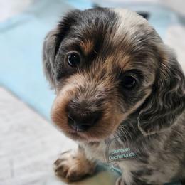 Finn amazing blue pie LH boy - Piebald male Dachshund puppy in Herald, California from Bluegum Dachshunds