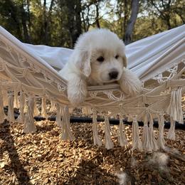 Great Pyrenees Puppies from Royal Oaks Pyrenees
