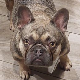 French Bulldogs from Frenchies N Roses