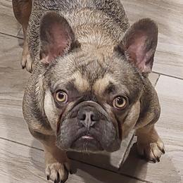 French Bulldogs from Frenchies N Roses