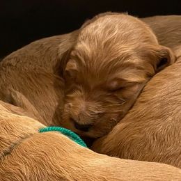 Irish Doodle and Labradoodle Puppies from Bipsi's Doodles