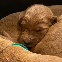 Irish Doodle and Labradoodle Puppies from Bipsi's Doodles