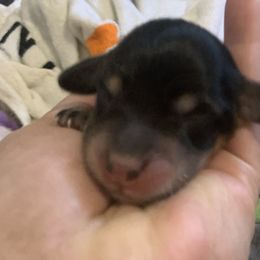 1 male - Black and cream male Dachshund puppy in Bethany, Connecticut from Mardox Dachshunds