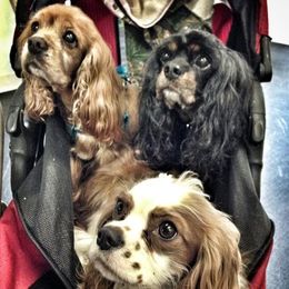 Cavalier King Charles Spaniel All Grown Up from Anita Barr's Cavalier King Charles Spaniels