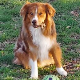 Max - Miniature Australian Shepherd