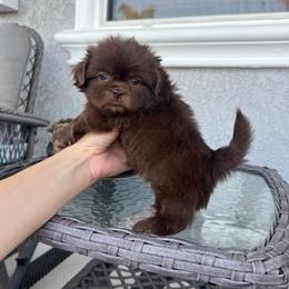 Boy 3 - Liver male Shih Tzu puppy in Whittier, California from Socal Mother Of Shih Tzus