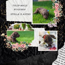 Tulip: A Burst of Fun! 🌷 - Brown Poodle puppy in Hesperia, California from HD Poodles