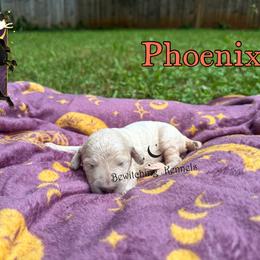 Phoenix - Cream male Poodle puppy in Winston Salem, North Carolina from Bewitching Kennels