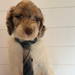 Green Collar - Merle male Goldendoodle puppy in San Augustine, Texas from Vintage Doodles
