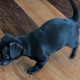 BB Black Beauty - Black male Chihuahua puppy in Marianna, Florida from Garden Tub Chihuahuas