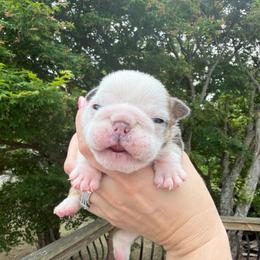 Nugget - Red and white male Bulldog puppy in Aiken, South Carolina from Hayzlett Family English Bulldogs