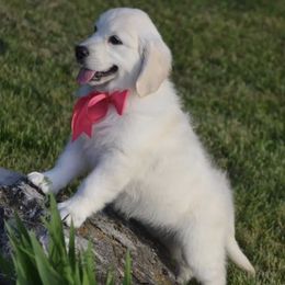Golden Retrievers from Pawsatively PuRRfect Petz,LLC